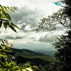 THAILAND Kaffee Ganze Bohne | Mittelkräftig, Blumige Säure, Leichte Beere | 500 G | Specialty Coffee Aus Direkthandel -AromaKaffee Angebote Store 55feae11ce5b347b58a31e3b973e08a1