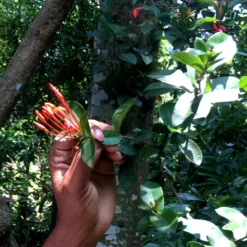 Macis Muskatblüte Gemahlen, BIO, 100g -AromaKaffee Angebote Store e023e425dfcb2984e375ba4526a2b6f7